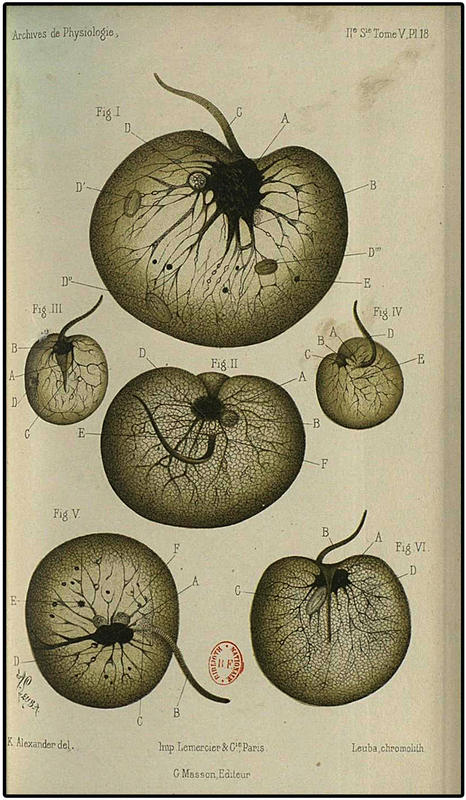 Noctiluca by W. Vignal 1878