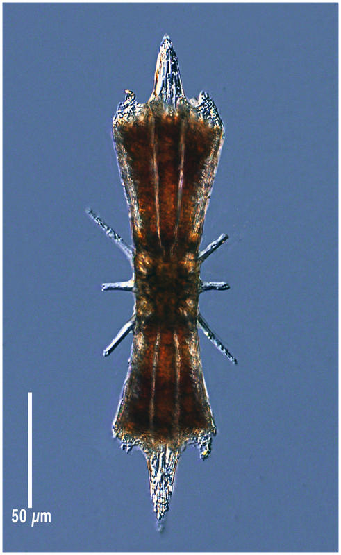 Diploconus fasces