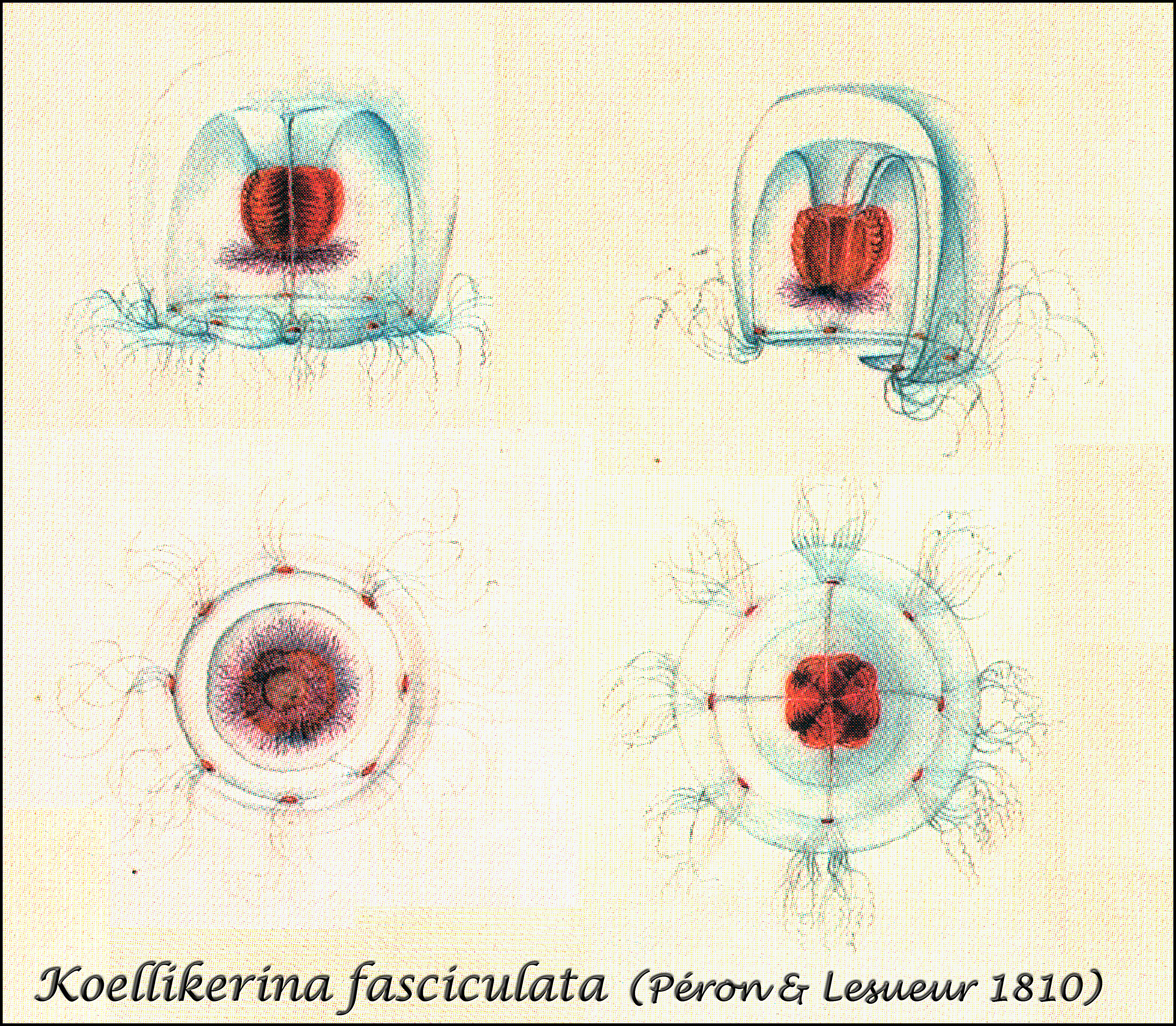 The first species described from the Bay of Villefranche - Koellikerina fasciculata
