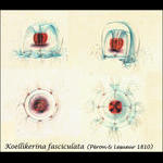 The first species described from the Bay of Villefranche - Koellikerina fasciculata