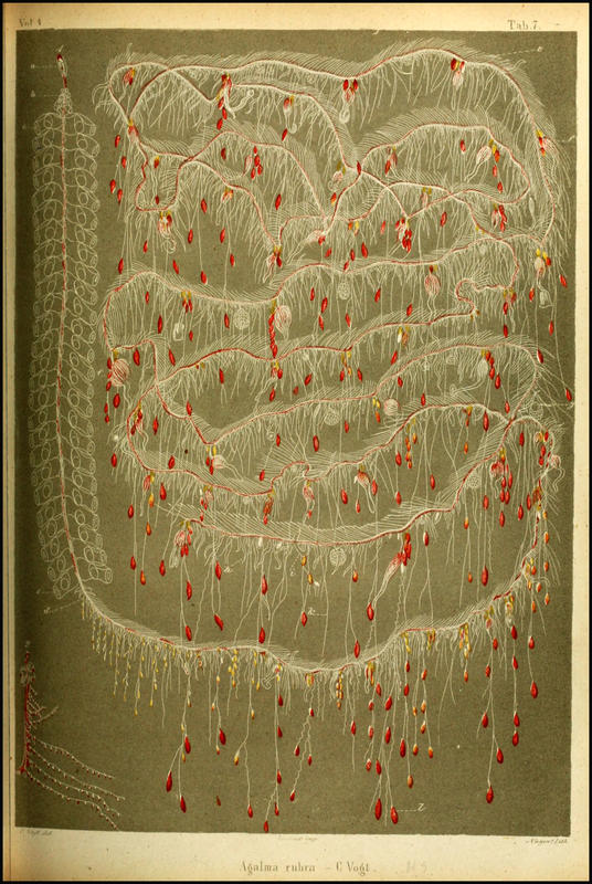 The siphonophore Halistemma rubrum