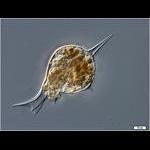 Protocystis tridens