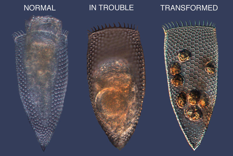 The Arctic Tintinnid Parafavella