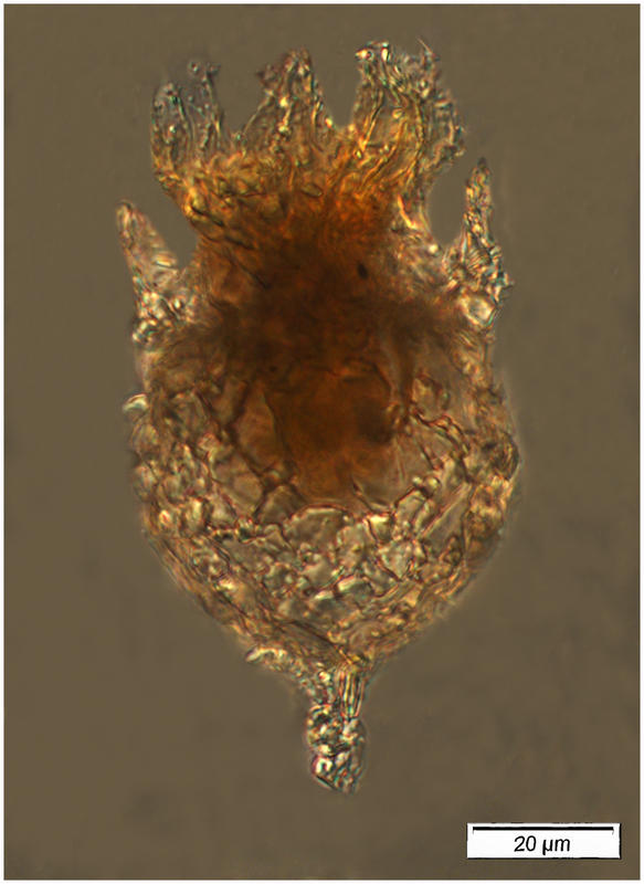 Tintinnopsis frimbriata (Meunier 1919)