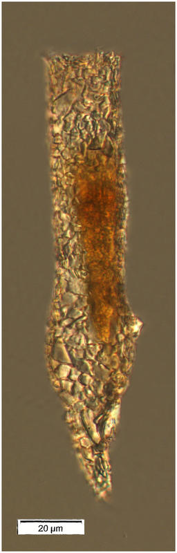 Tintinnopsis tocantinensis (Kofoid & Campbell 1929)