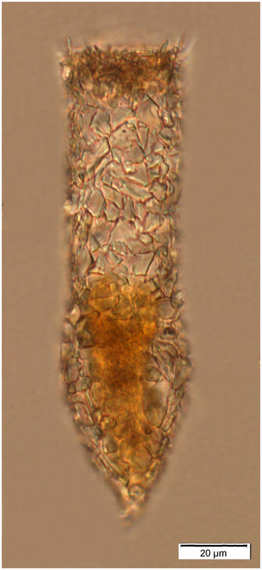 Tintinnopsis karajacensis (Brandt 1896)