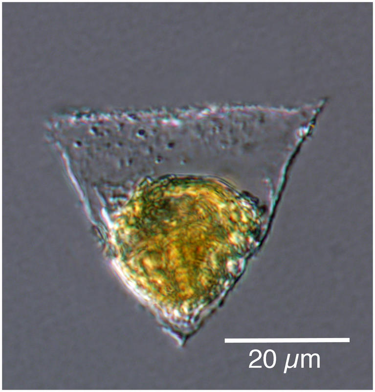 Small Metacylis sp.