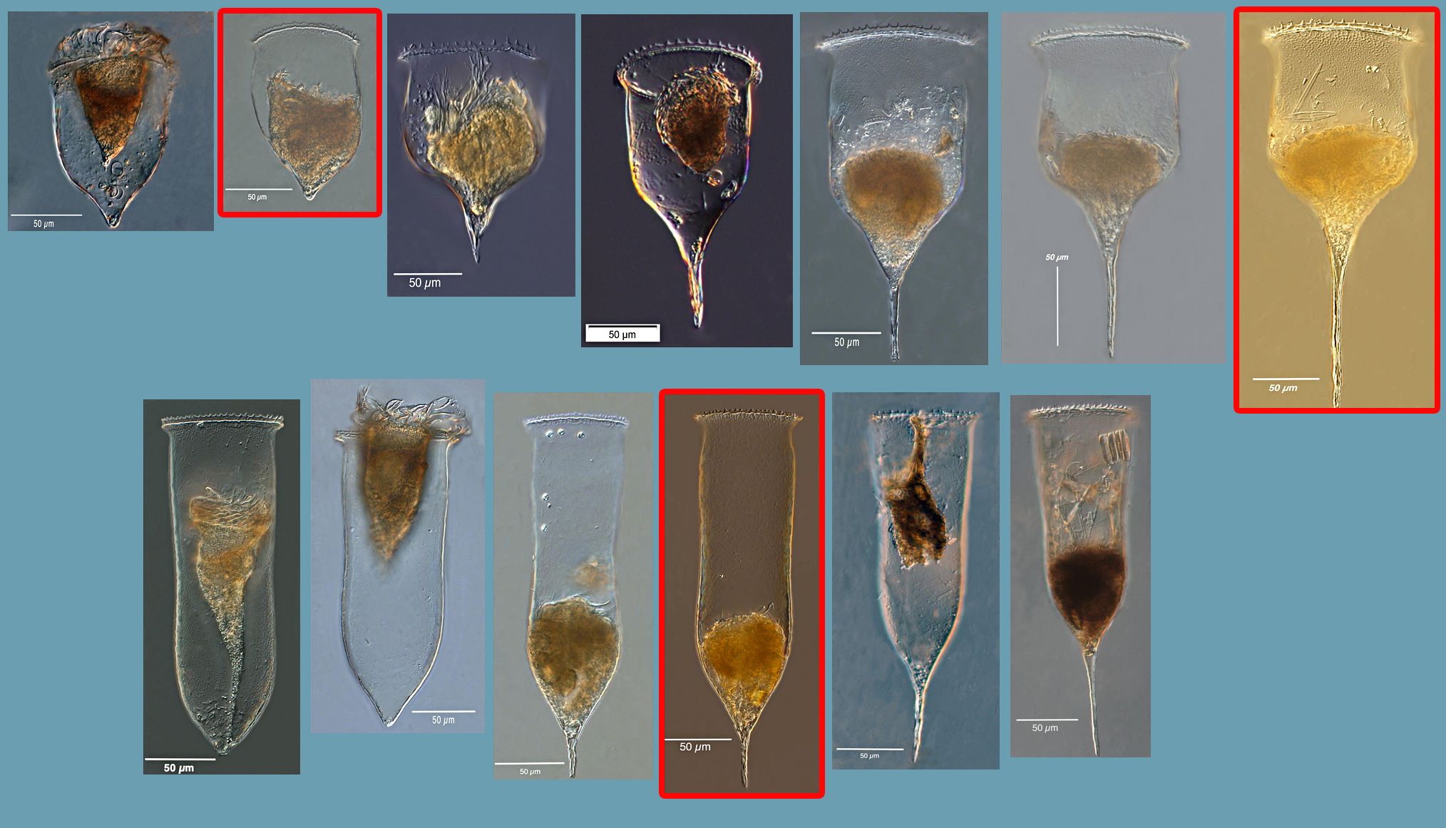 Amundsen Sea Cymatocylis Morphotypes