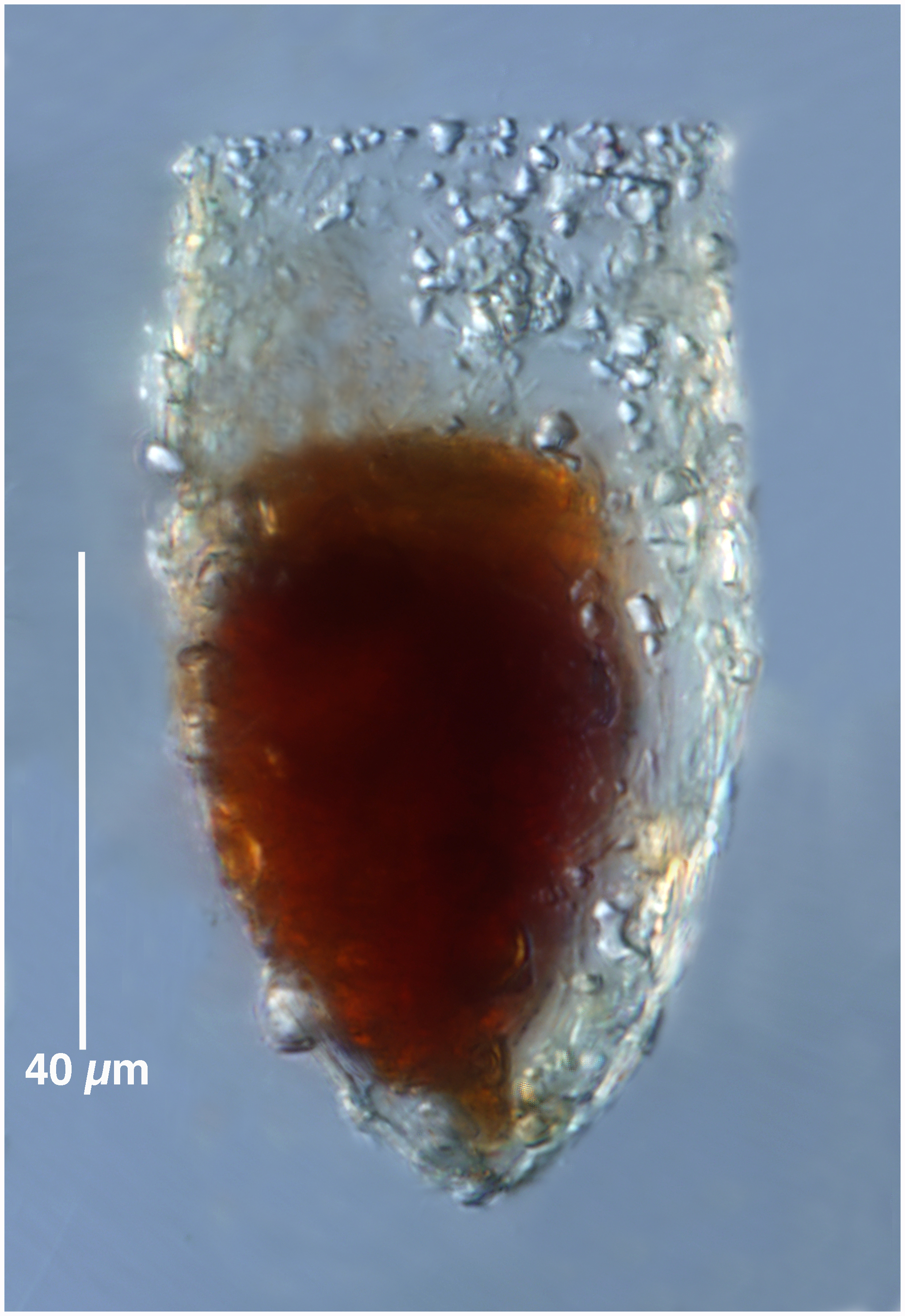 Tintinnopsis lata