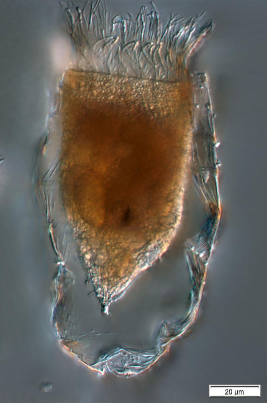 Metacylis vitreoides