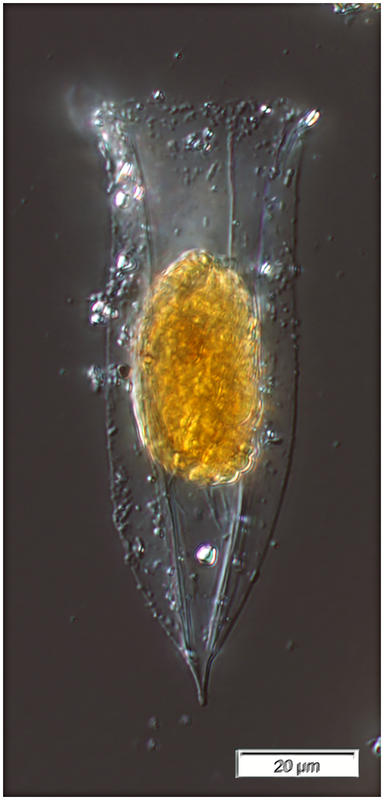 Amphorellopsis tetragona