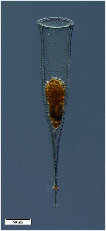 Xystonella treforti