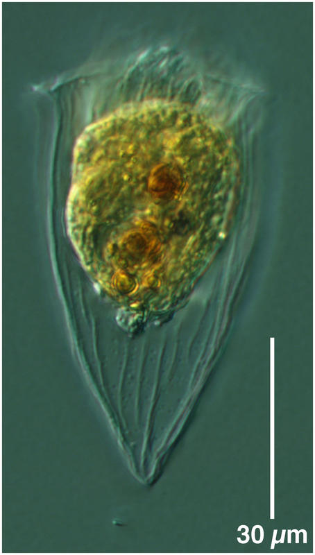 Rhabdonella exilis