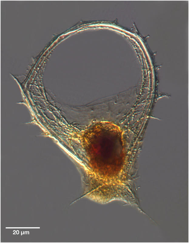 Zygocircus productus (Hertwig, 1879)