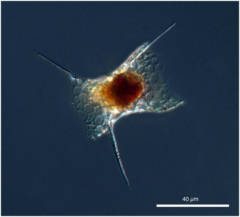 Permomelissa or  Dimelissa thoracites (Haeckel). [Lophophaenidae] Formerly known as Lithomelissa thoracites