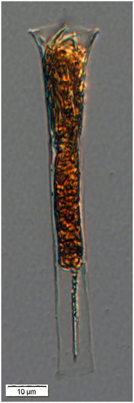 Tiny Eutintinnus from Outpace cruise - South Pacific at 100 m depth (ctd51bot1)