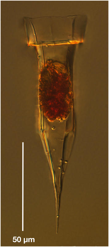 Ormosella apsteini (Kofoid & Campbell 1929)