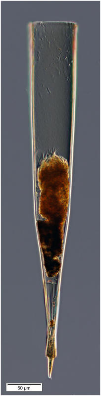 Xstonsellopsis krämeri