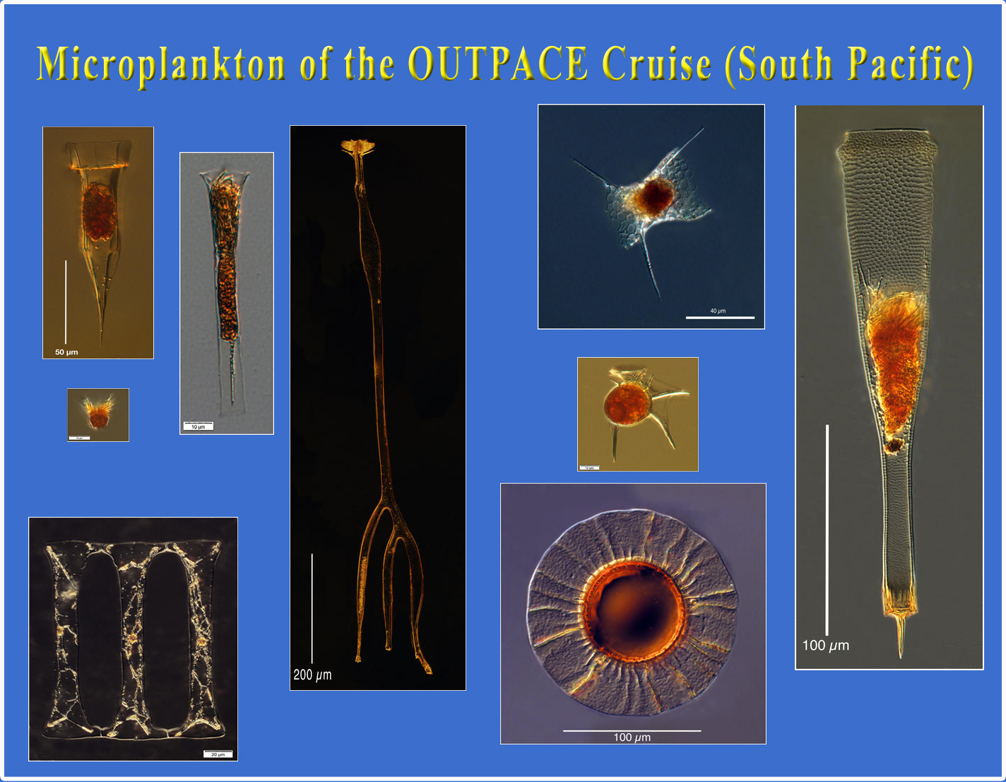 OUTPACE Microplankton