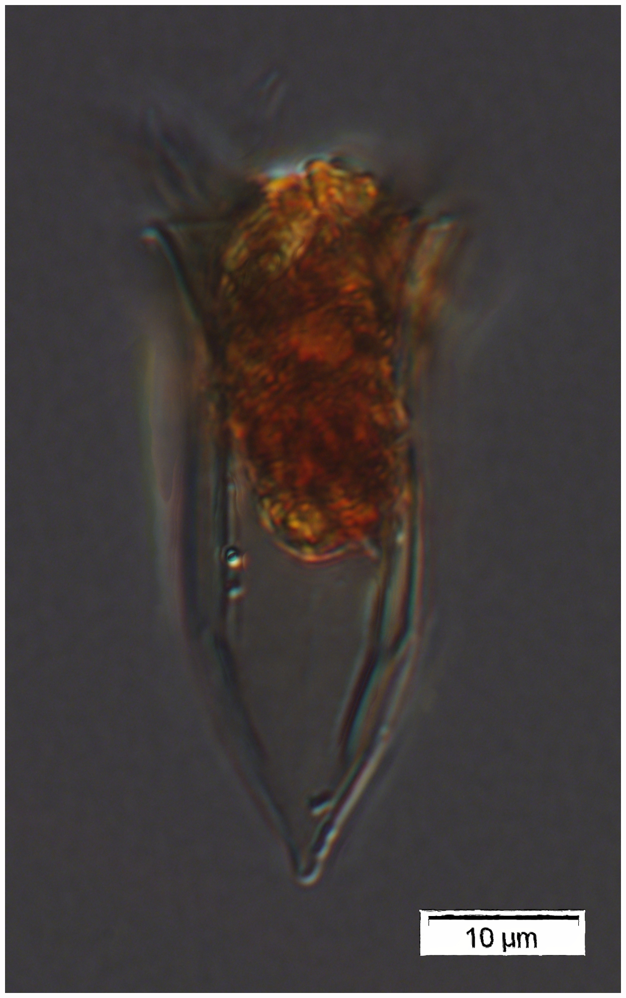 Tiny Amphorelops sp.