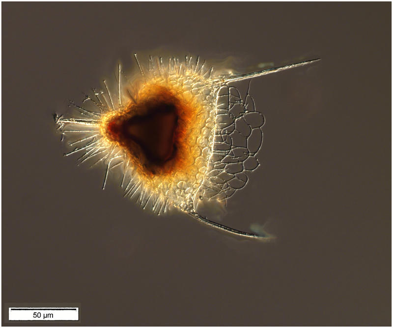 Spiny Guy  Pterocanium sp.