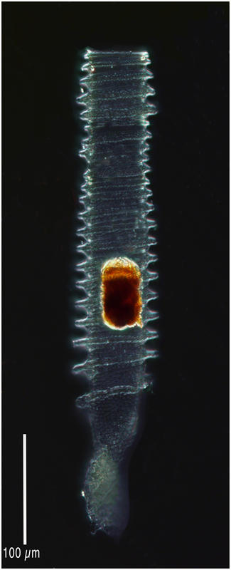 Climacocylis scalaria