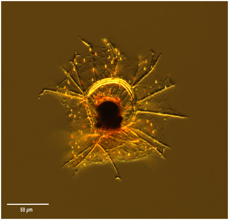 Zygocircus sp.