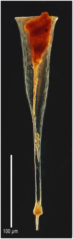 Rhabdonellopsis apophysata