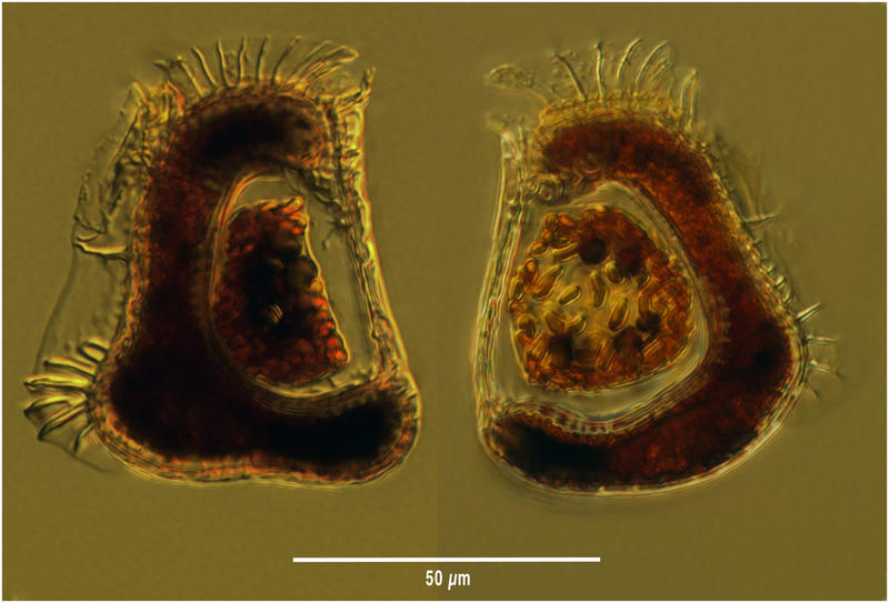 Citharistes apsteini