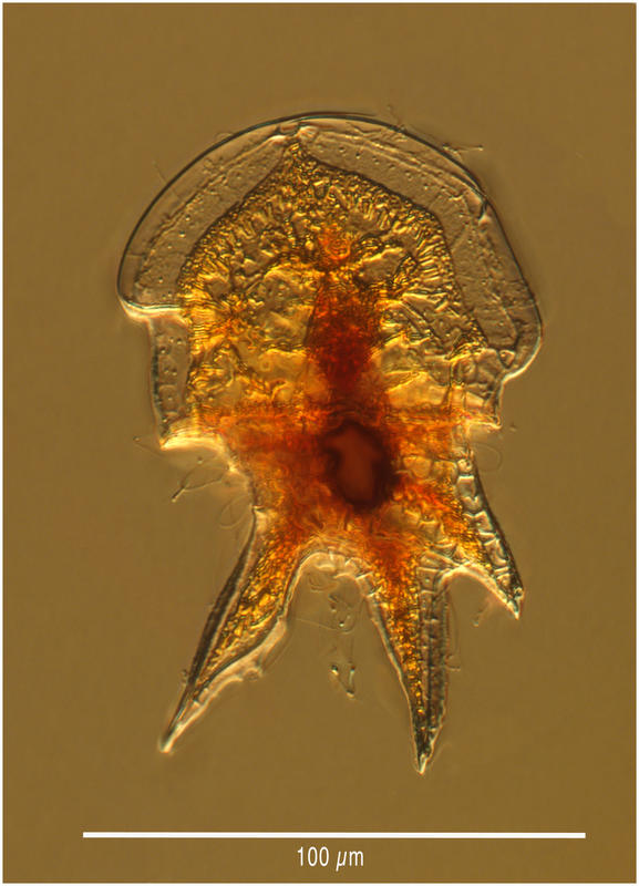 Heterodinium extremum