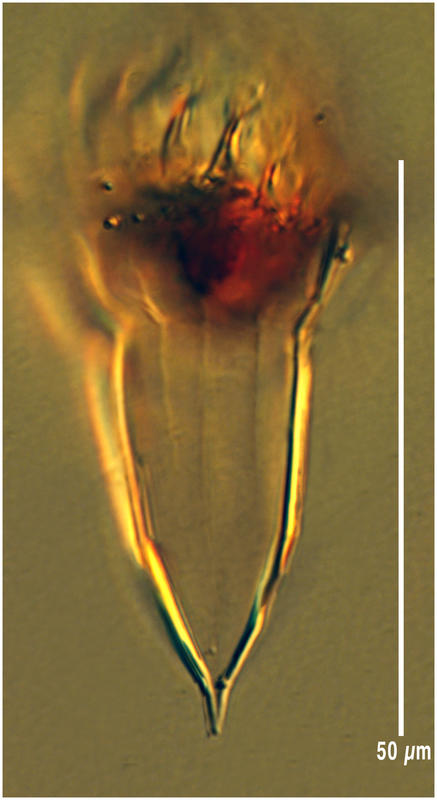 Ormosella bresslaui