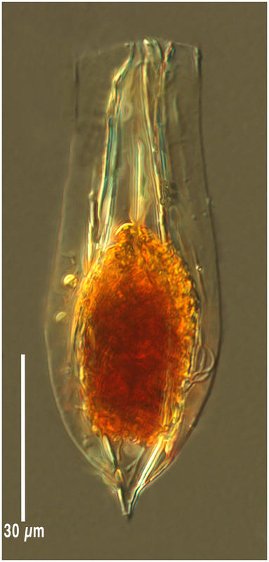 Amphorellopsis turbinea