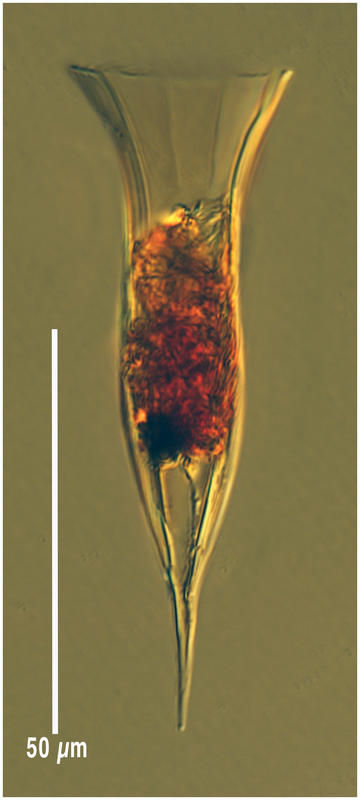 Dadayiella pachytoecus