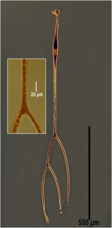 Amphisolenia thrinax