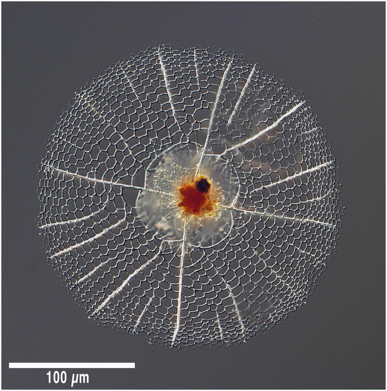 Sethophormis aurelia (Haeckel 1887)