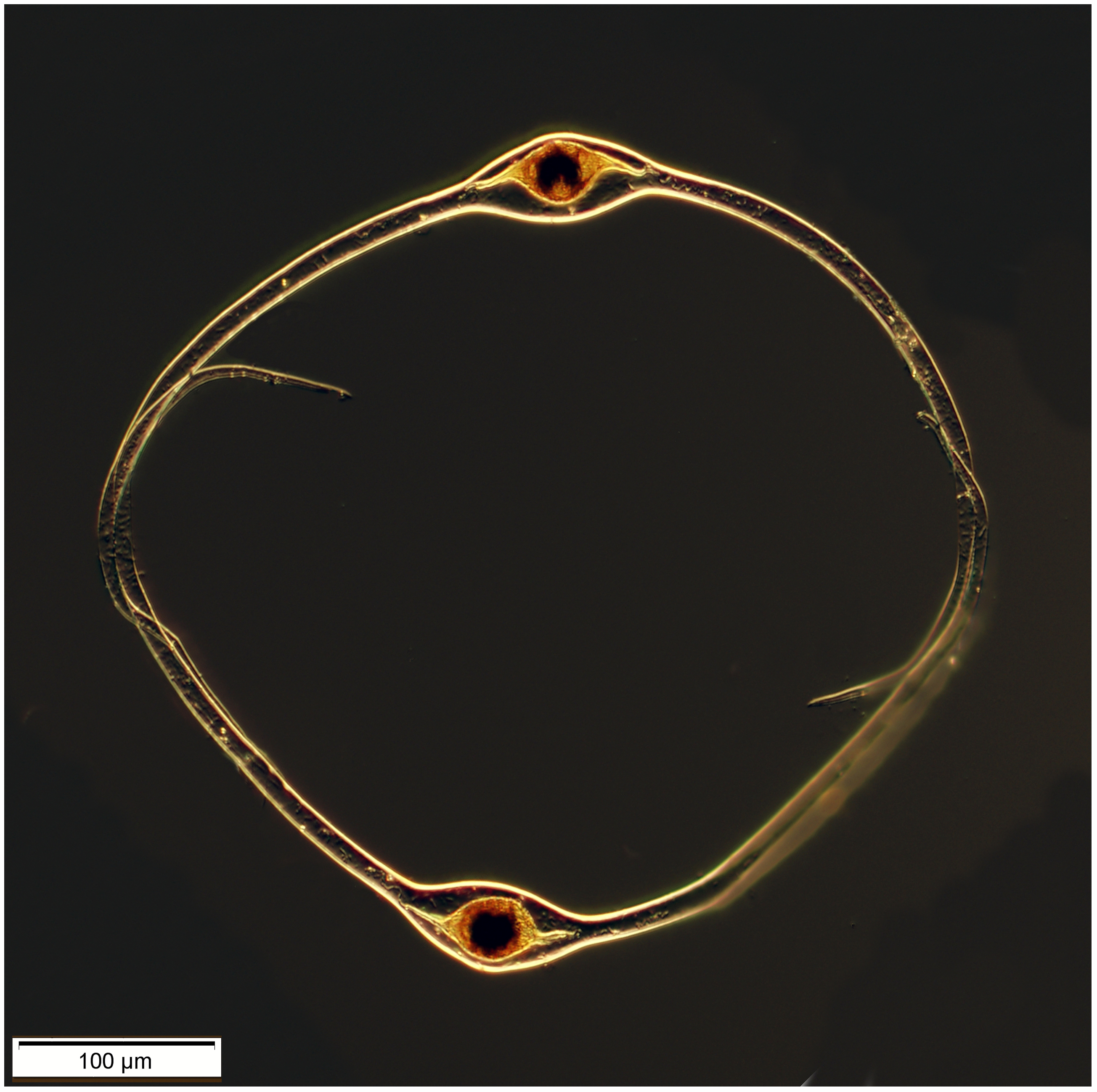 Pyrocystis hamulus var. semicirculus