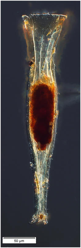 Daturella stramonium (Kofoid & Campbell 1929)