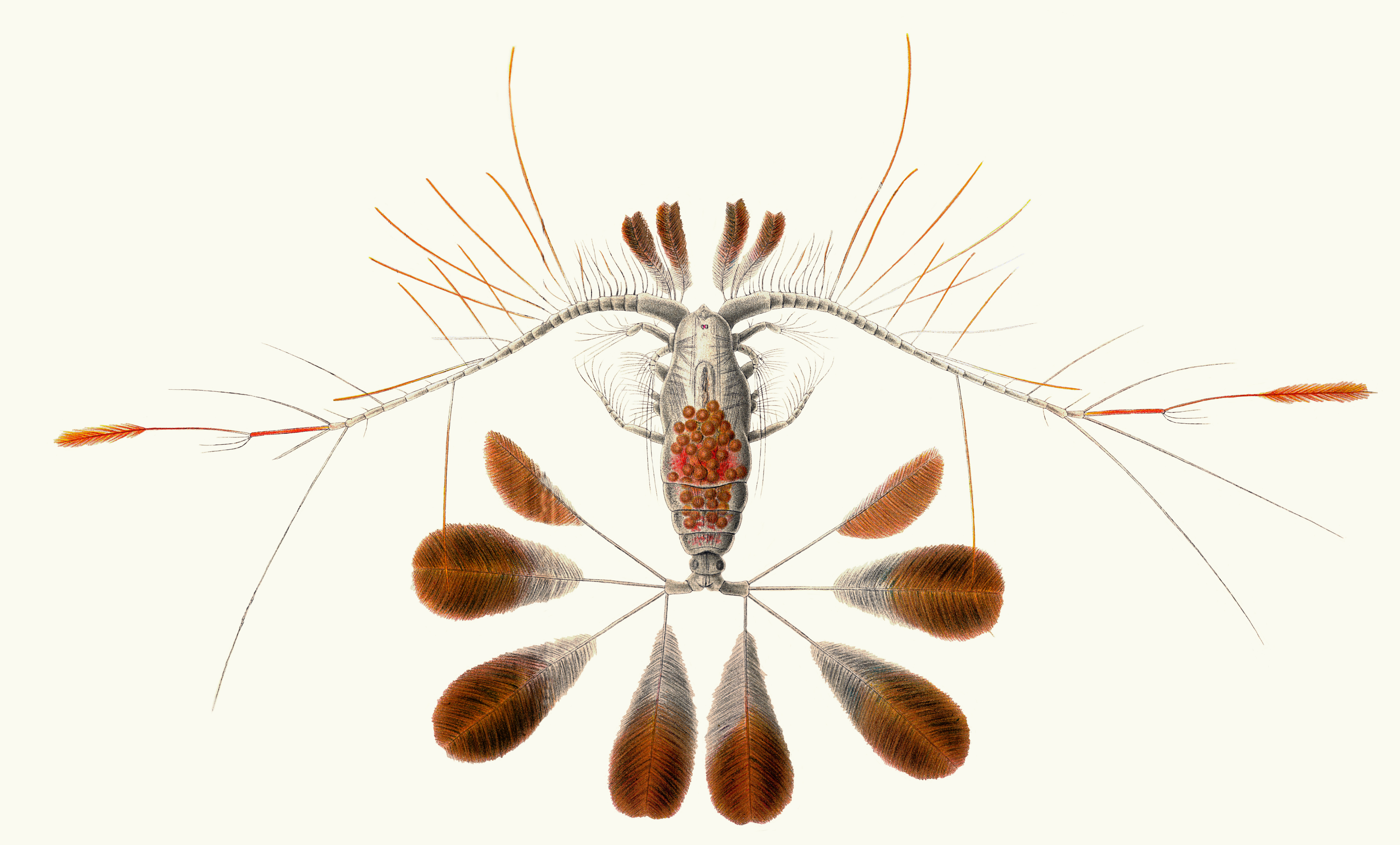 Queen of the Copepods