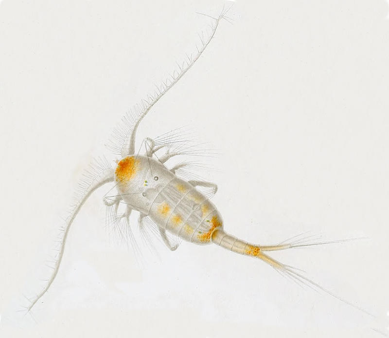 Leuckartia flavicornis, now known as Lucicutia flavicornis