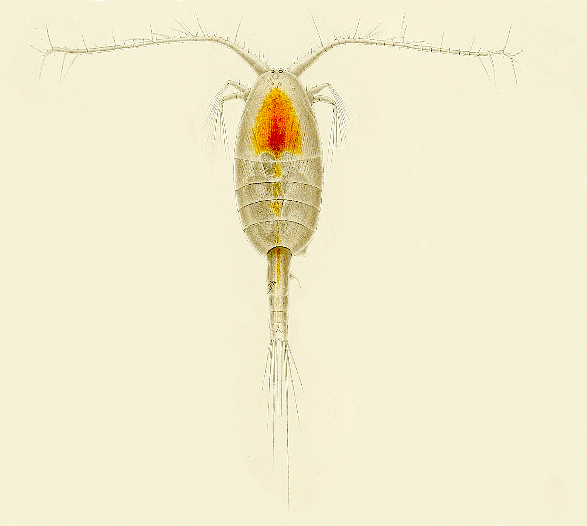 Phaenna spinifera Claus, 1863