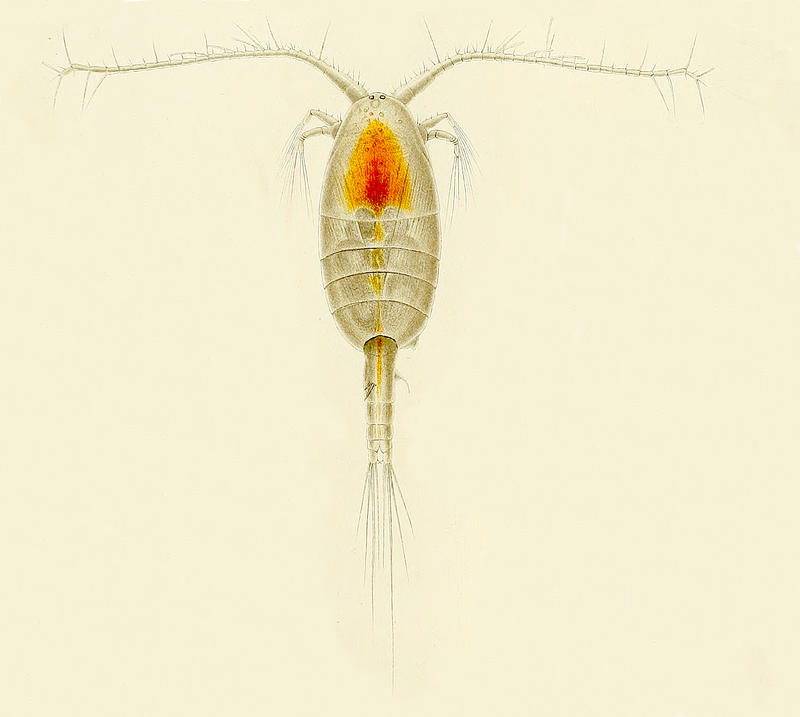 Phaenna spinifera Claus, 1863
