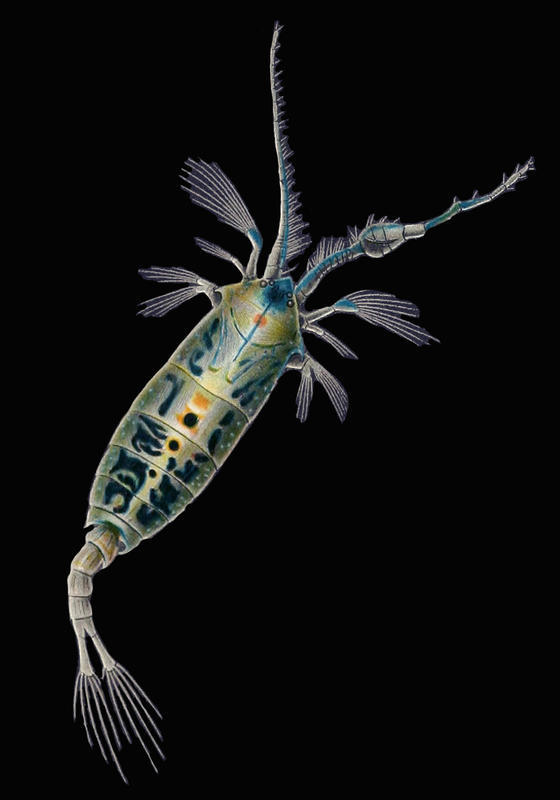 Anomalocera patersoni