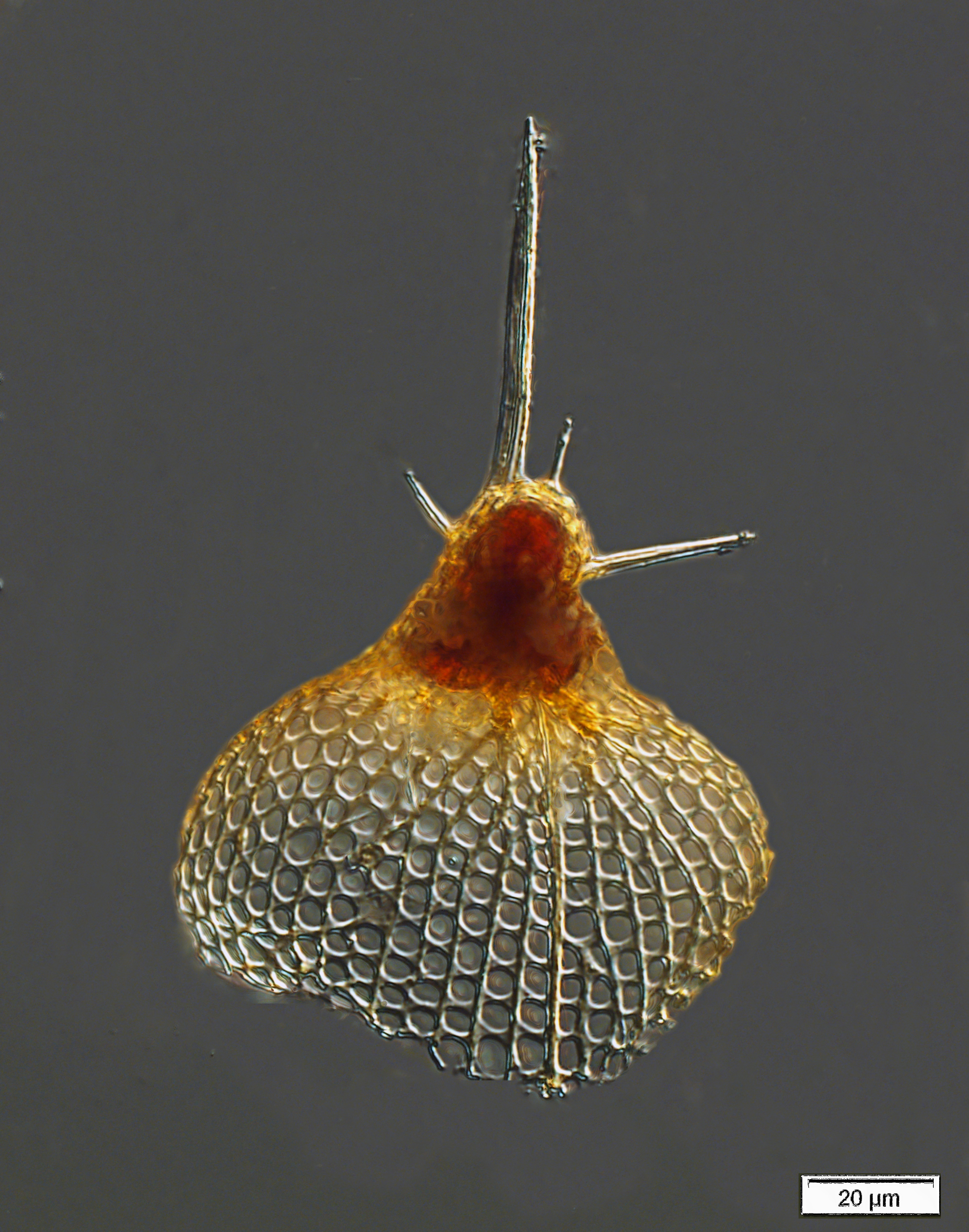 Pterocorys cf. carinatum (Haeckel 1862)