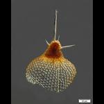 Pterocorys cf. carinatum (Haeckel 1862)