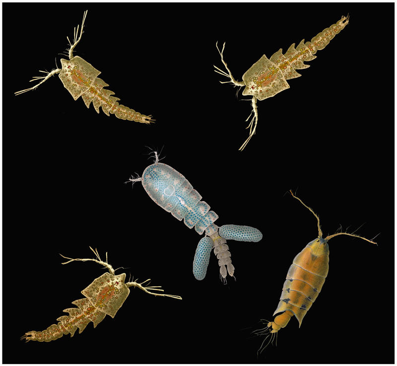 Copepod Composition