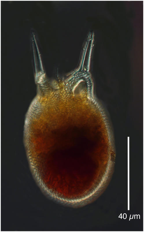 Challengeranium diodon