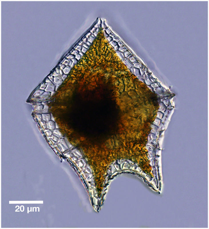 Heterodinium sp.