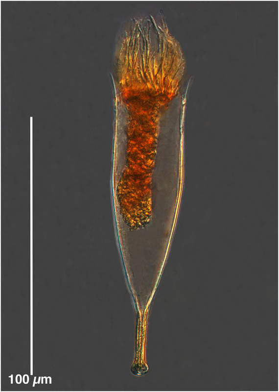 Dadayiella ganymedes