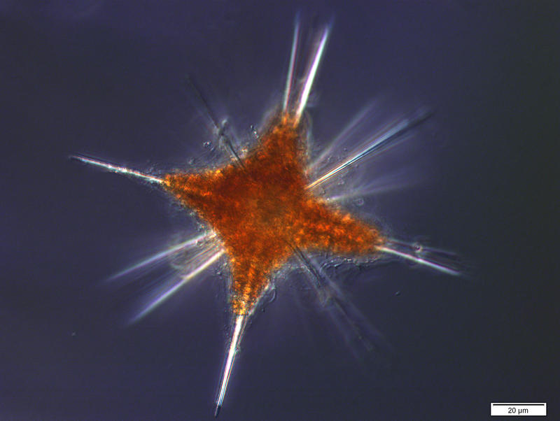 Deep Water Acantharian