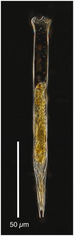 Salpingacantha simplex
